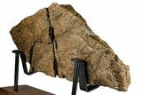 Dinosaur (Triceratops) Frill Shield Section w/ Stand - Wyoming #379885-4